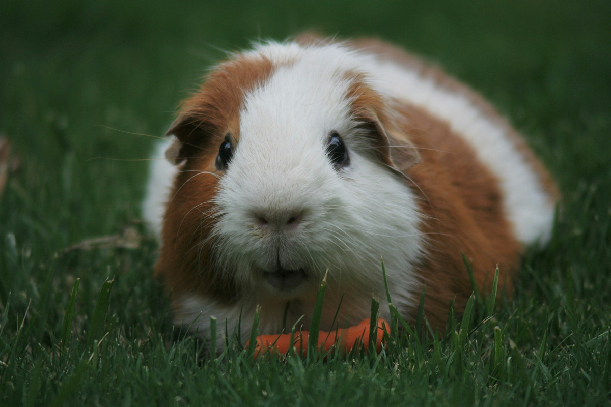 Guinea Pig